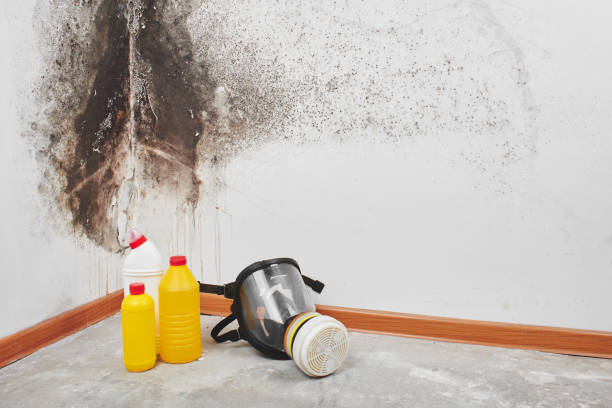 Best Professional Mold Removal  in Ho Ho Kus, NJ