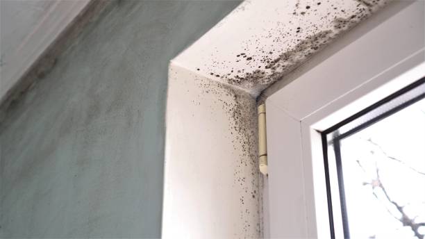 Best Fast Mold Removal  in Ho Ho Kus, NJ