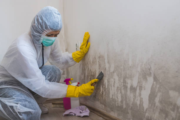 Best Toxic Mold Removal  in Ho Ho Kus, NJ