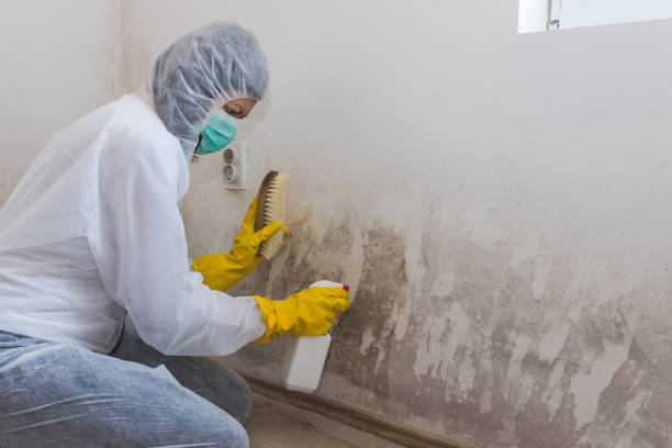 Best Attic Mold Removal  in Ho Ho Kus, NJ