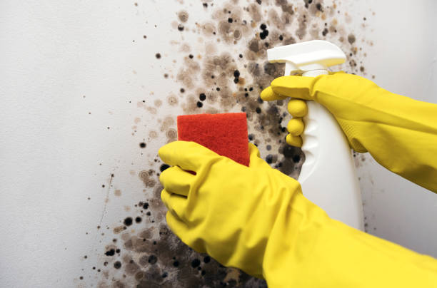 Best Crawl Space Mold Removal  in Ho Ho Kus, NJ