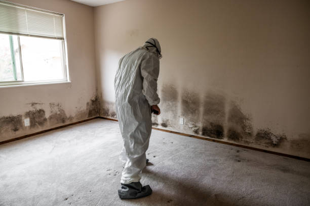 Best Mold Removal Company Near Me  in Ho Ho Kus, NJ
