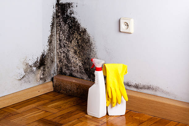 Best Home Mold Removal  in Ho Ho Kus, NJ
