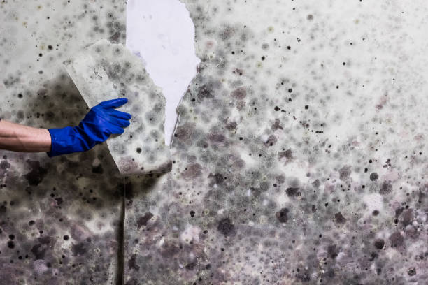 Trusted Ho Ho Kus, NJ Mold Removal Experts