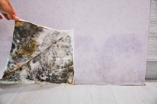 Mold Removal and Inspection in Ho Ho Kus, NJ